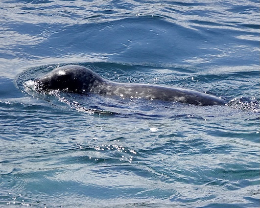 seal